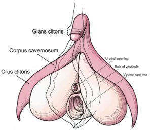 Clitoris_anatomy_labeled-en-300x262